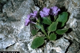 BAM0542_13.jpg - Primula recubariensis