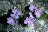 BAM0542_18.jpg - Primula recubariensis