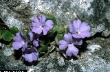BAM0543_02.jpg - Primula recubariensis
