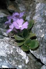 BAM0543_05.jpg - Primula recubariensis