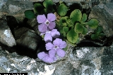 BAM0543_16.jpg - Primula recubariensis