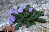 BAM0543_18.jpg - Primula recubariensis