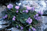 BAM0543_20.jpg - Primula recubariensis