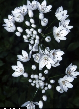 BAM0548_01.jpg - Allium napolitanum