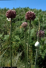 BAM0566_14.jpg - Allium ampeloprasum