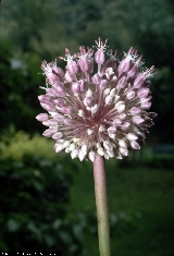 BAM0566_17.jpg - Allium ampeloprasum