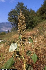 Amaranthus retroflexus 