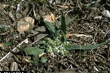 BAM0609_06.jpg - Allium chamaemoly