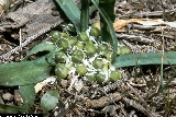 BAM0609_09.jpg - Allium chamaemoly
