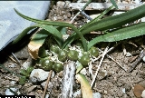 BAM0609_11.jpg - Allium chamaemoly