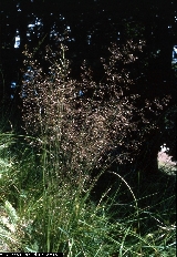BAM0705_01.jpg - Agrostis tenuis 