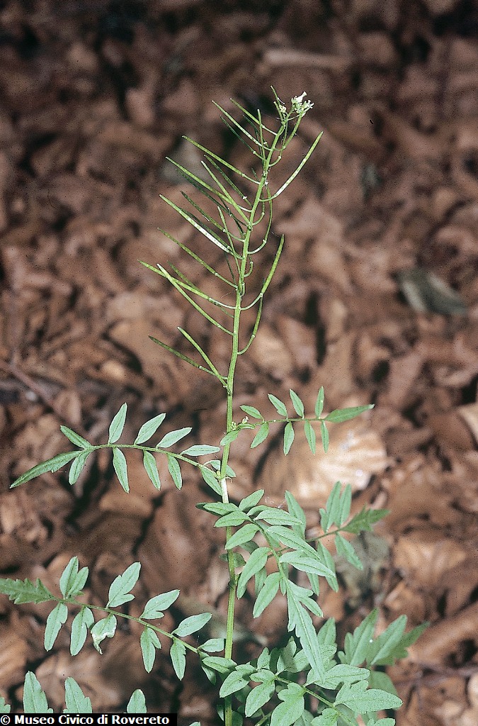 1009_Cardamine_impatiens.jpg