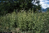 BAM0832_17_Ambrosia_coronifolia.jpg