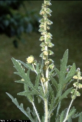 BAM0833_20_Ambrosia_coronifolia.jpg