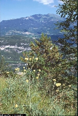 BAM1313_08_Centaurea_alpina.jpg