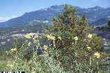 BAM1313_19_Centaurea_alpina.jpg