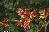 BAM1590_10_Ailanthus_altissima.jpg