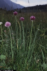 BAM1629_12_Allium_schoenoprasum_subsp_sibiricum.jpg