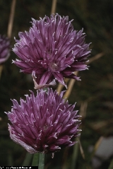 BAM1630_01_Allium_schoenoprasum_subsp_sibiricum.jpg