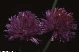 BAM1630_03_Allium_schoenoprasum_subsp_sibiricum.jpg