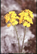Erysimum aurantiacum Erysimum aurantiacum