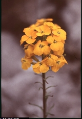 Erysimum aurantiacum