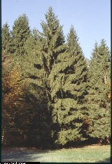 Picea abies