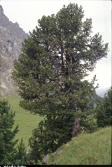 Pinus cembra