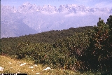 Pinus mugo