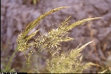 Achnatherum calamagrostis