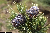 Pinus cembra