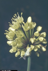 Allium victorialis