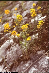 Erysimum aurantiacum