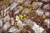 Erysimum aurantiacum Erysimum aurantiacum