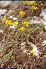 Erysimum aurantiacum