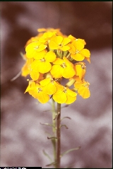 Erysimum aurantiacum Erysimum aurantiacum