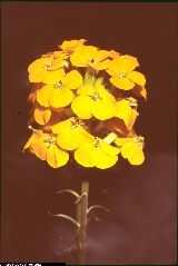 Erysimum aurantiacum