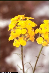 Erysimum aurantiacum