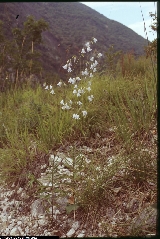 Adenophora liliifolia