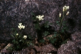 BP020_11_Cardamine_resedifolia