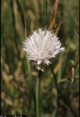 BAP0079_20_Allium_schoenoprasum_subsp._sibiricum.jpg