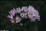 BAP0114_08_Allium_roseum.jpg
